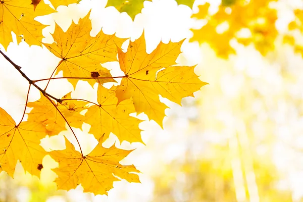 Yellow Autumn Leaves Background Shallow Focus — Stock Photo, Image