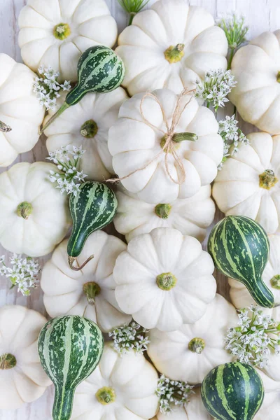 Arrangemang Med Små Vita Och Gröna Pumpor För Thanksgiving — Stockfoto