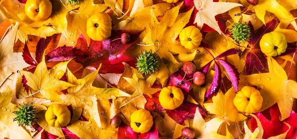 Autumn border with colorful leaves and autumn deco fruits