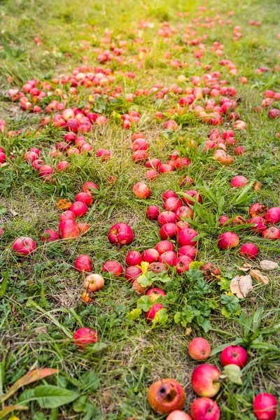Падшие Красные Яблоки Земле Осень Урожай Естественный Фон Селективный Фокус — стоковое фото