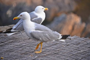 Bu çatıda oturan martı görülmektedir.