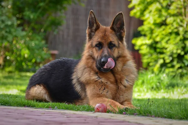 Ceci Est Une Vue Salope Berger Allemand Nommé Sara — Photo