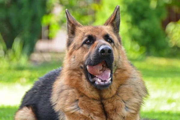 Ceci Est Une Vue Salope Berger Allemand Nommé Sara — Photo