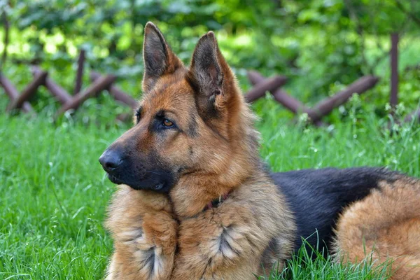 View Bitch German Shepherd Named Sara — Stock Photo, Image