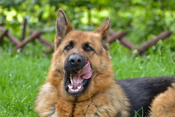 Ceci Est Une Vue Salope Berger Allemand Nommé Sara — Photo