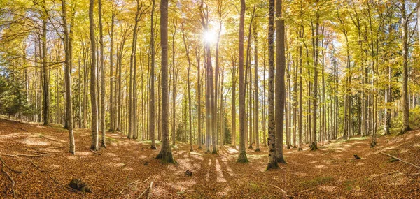 Goldener Oktober Schönen Buchenwald — Stockfoto