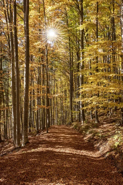 Goldener Oktober Mit Bunten Buchen Allgäu — Stockfoto