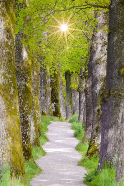 Piękne drzewo alley z chodnik i podświetlenie niedz — Zdjęcie stockowe