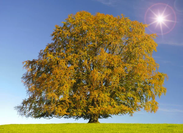 Einzelne Große Buche Herbst Mit Sonne Gegenlicht — Stockfoto