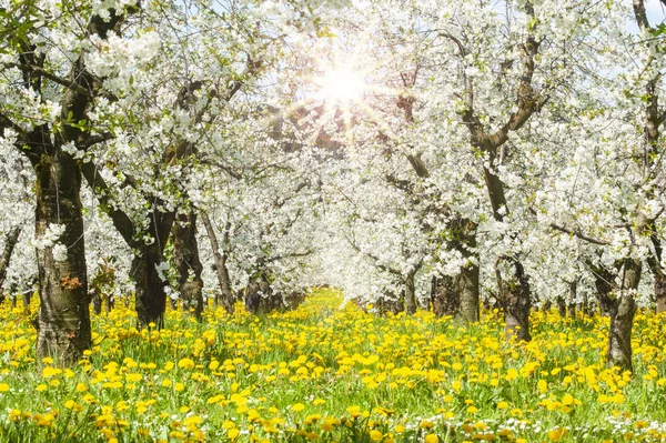 Blooming apple trees in plantation — Stock Image Blooming Apple Trees Plantation Stock Picture