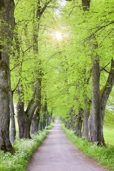 Красивая Аллея Деревьев Тропинкой Подсветкой Солнца — стоковое фото