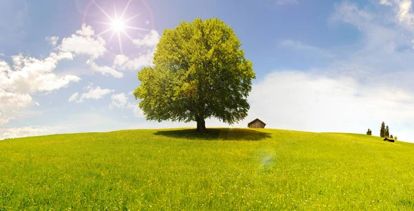 Één grote beuk boom op de zomer met zon in tegenlicht — Stockfoto