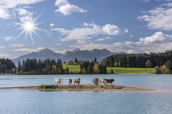 Inek Sürüsü Adada Bavaria Almanya Için Göl Forggensee Içinde — Stok fotoğraf