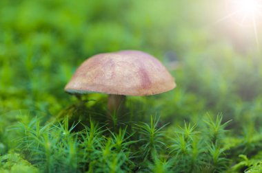 moss mükemmel mantar