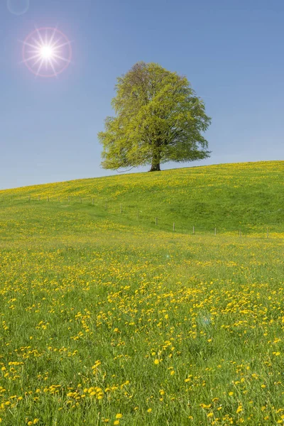 木漏れ日と草原で単一の大きなブナの木 — ストック写真