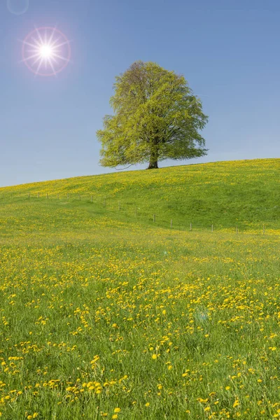 Einzelne Große Buche Auf Der Wiese Und Sonnenstrahlen — Stockfoto