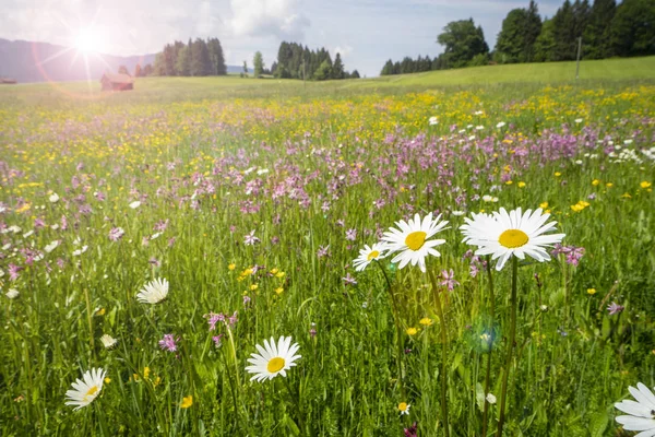 Prato con fiori primaverili e raggi di sole — Foto Stock