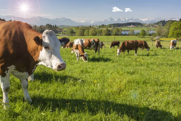 Csorda tehén legelőn régióban Allgau, Bajorország — Stock Fotó