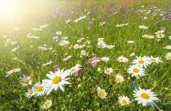 Prato con fiori primaverili e raggi di sole — Foto Stock