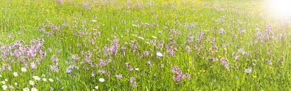 Weiland met Lentebloemen en zonnestralen — Stockfoto