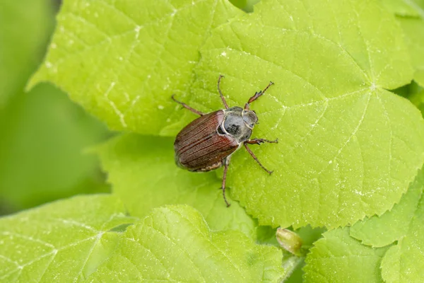 самка майского жука. майские жуки девочки. наживка майский жук. майский жук самец и самка отличия. майский жук девочка.