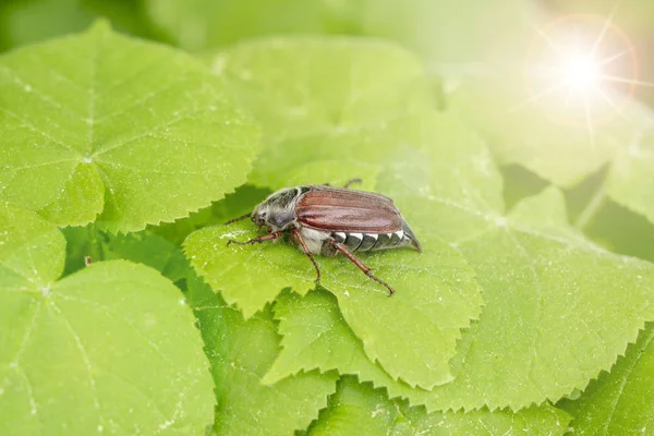 Peut Coléoptère Insecte Sur Feuille — Photo