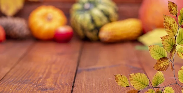 Día Acción Gracias Con Calabaza Hojas —  Fotos de Stock