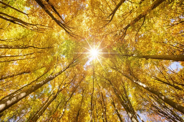 Schön Gefärbte Goldbuchen Wald Herbst — Stockfoto