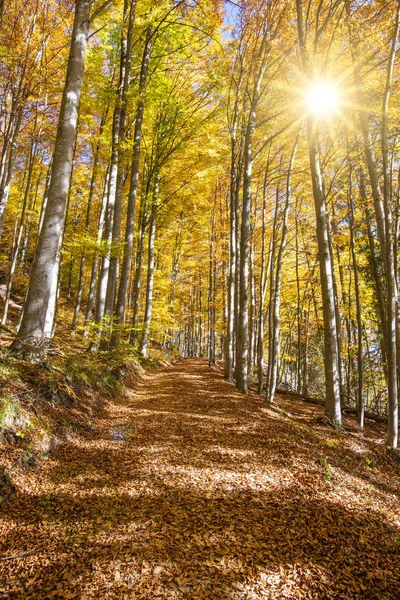 Schön Gefärbte Goldbuchen Wald Herbst — Stockfoto