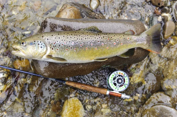brown trout caught by fly fishing
