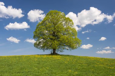 tek büyük ıhlamur ağacı için panoramik görünüm