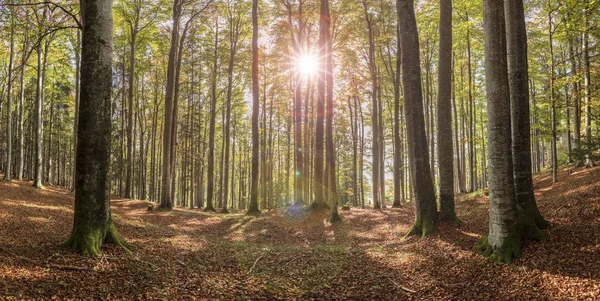 Panoramablick Wald Mit Buchen Und Sonnenstrahlen — Stockfoto