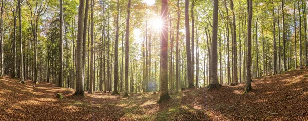 Panoramablick Wald Mit Buchen Und Sonnenstrahlen — Stockfoto