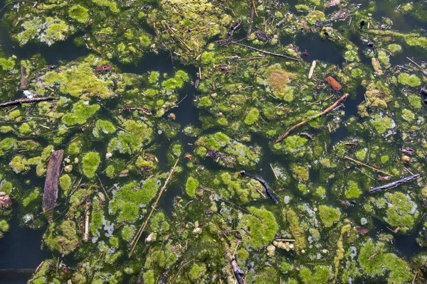 Prolifération Algues Dans Les Eaux Polluées — Photo