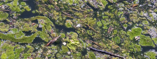 Algen Bloeien Vervuild Water — Stockfoto