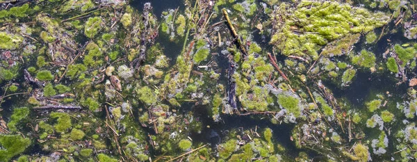 Algenblüte Verschmutztem Wasser — Stockfoto