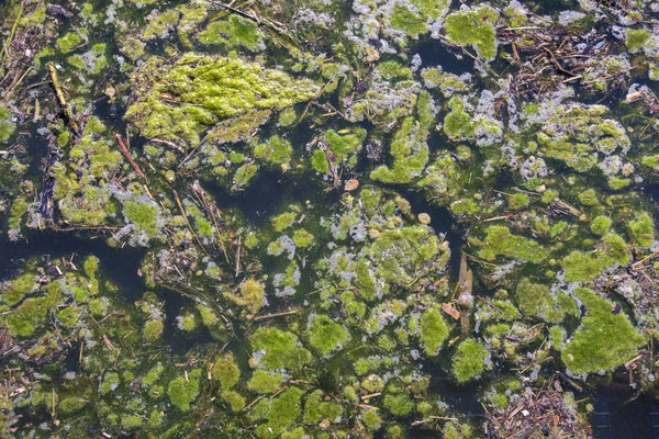 Algenblüte Verschmutztem Wasser — Stockfoto