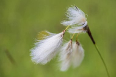 bahar, çayır çiçek açan çiçek kafasından Close-up 