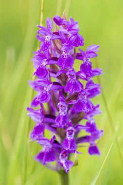 bahar, çayır çiçek açan çiçek kafasından Close-up 