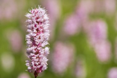 bahar, çayır çiçek açan çiçek kafasından Close-up 