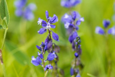 bahar, çayır çiçek açan çiçek kafasından Close-up 
