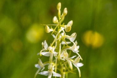 bahar, çayır çiçek açan çiçek kafasından Close-up 