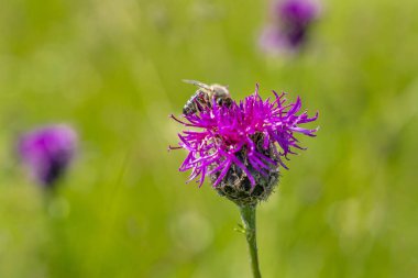 bahar, çayır çiçek açan çiçek kafasından Close-up 