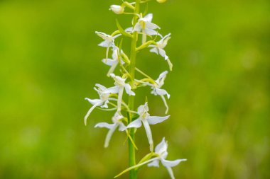 bahar, çayır çiçek açan çiçek kafasından Close-up 