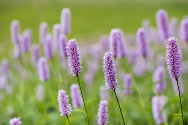 Gros Plan Capitule Fleuri Dans Prairie Printemps — Photo