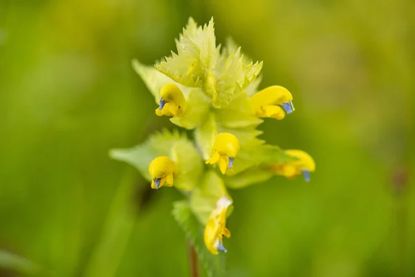 Gros Plan Capitule Fleuri Dans Prairie Printemps — Photo