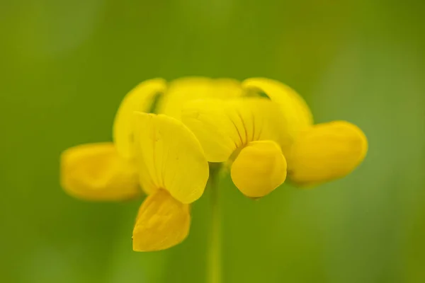 Bahar Çayır Çiçek Açan Çiçek Kafasından Close — Stok fotoğraf