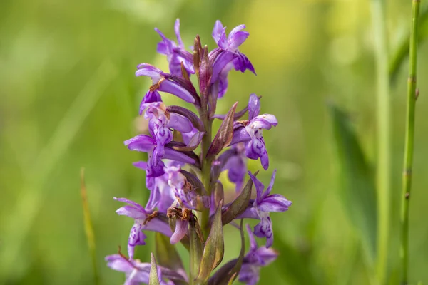 Gros Plan Capitule Fleuri Dans Prairie Printemps — Photo