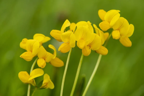 Close Van Bloeiende Bloem Hoofd Weide Lente — Stockfoto