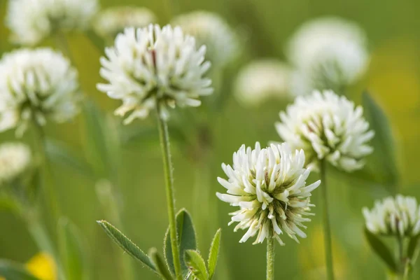 Gros Plan Capitule Fleuri Dans Prairie Printemps — Photo